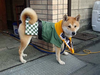 2009年10月18日川越まつり お祭り犬.jpg