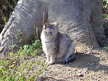 2009年3月三芳野神社猫3.jpg
