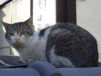 2009年3月三芳野神社猫4.jpg