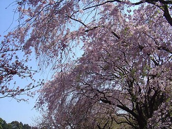 2009年4月10日千鳥ヶ淵公園しだれ桜.jpg