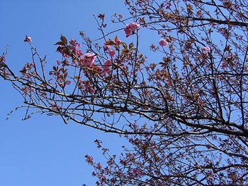 2009年4月10日千鳥ヶ淵公園里桜.jpg