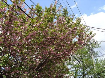 2009年4月22日中院八重桜.jpg