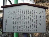 2009年4月出世稲荷神社イチョウ説明.jpg