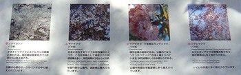 2009年4月千鳥ヶ淵公園桜説明.jpg