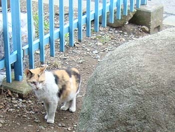 2009年5月三芳野神社猫12.jpg
